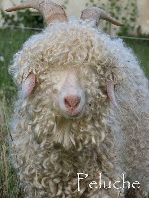 peluche-001
